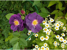 �������� �� ���