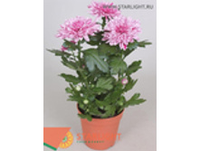 ���������� ��� (35) 195.00