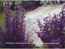 �������� �������� Atropurpurea