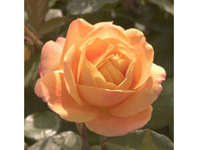 Rosa (����) Strike it Rich C5 - 12,95