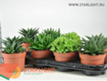 �������� (15) 345.00