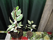 �������� � �� �������. "������� 10 �������")))