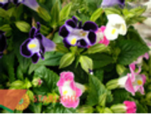 ������� (25) 235.00