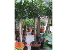 ����� ������ ����� (180) 9 995.00