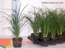 ������ (35) 145.00