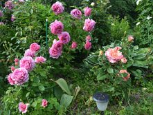 DSC 1723.JPG