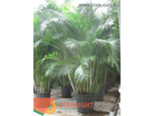 ����� ��������� (350) 45 500.00