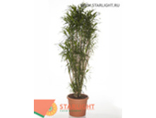 ������� ����� (200) 29 995.00