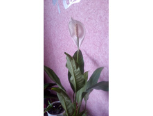 ������� �������