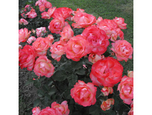 Rosa (����) Chicca C5 - 9,91