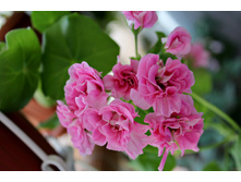 ���������������� PAC Vicky(1).jpg