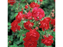 Rosa (����) Centenaire de Lourdes Rouge C5 - 8,91