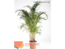 ����� ��������� (240) 21 000.00