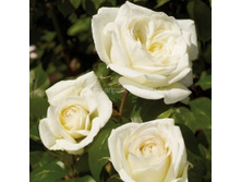 Rosa (����) Claus Dalby C5 - 6,97