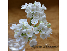 ������� ��� ����� "����� ������"