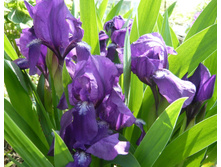 ���� ���������� ���������