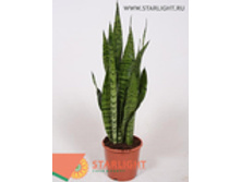 ���������� ��������� (50) 795.00