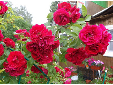 ����������