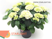 ��������� ������� (70) 3 550.00