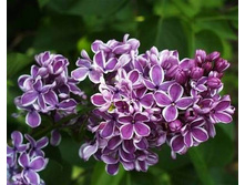 Syringa (������) vulg. Sensation - 7,8