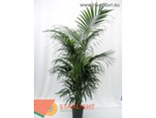 ����� ����������� (240) 9 995.00