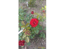 P 20160623 184128 1 p.jpg