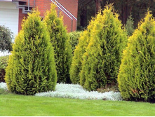 Thuja (���) occidentalis Golden Brabant - 8,82