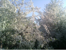 IMG 20160510 181409.jpg