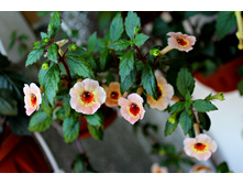 Yellow Queen Hy (1).jpg