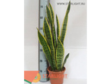 ���������� �������� (70) 865.00