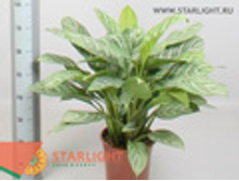 ��������� ������� (60) 1 995.00