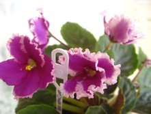 Optimara Ever Love -�������� �������� 280 �.