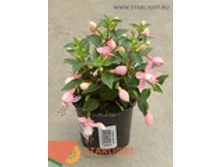 ������ ����� (20) 155.00