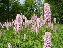 ����� �������.70