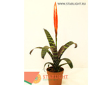 ������ ��������� (55) 265.00