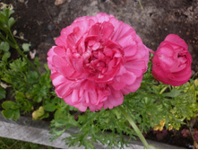 ���������� �������