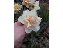 IMG 20150516 171824.jpg