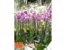 ���������� �2 (100) 1 995.00