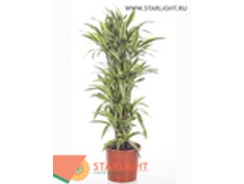 ������� ����� ���� (150) 8 995.00