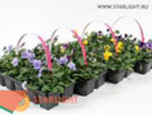 ����� (15) 69.00