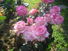 Rosa (����) Princesse De Monaco C5 - 7,81