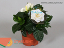 �������� ����������� (15) 245.00