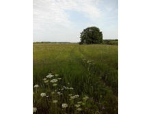 IMG 20160616 170531.jpg