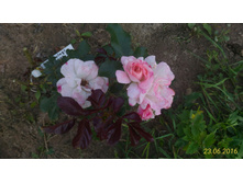 P 20160623 184243 p.jpg