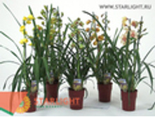 ��������� (85) 2 695.00