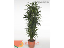 ������� ������ ����� (200) 17 500.00