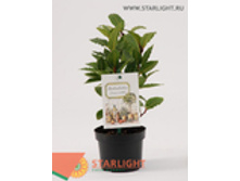 ���� ������� (25) 225.00