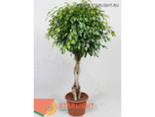 ����� ����� �������� (180) 12 995.00