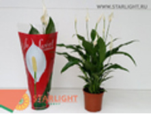 ����������� ���� ���� (60) 295.00