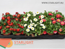 ������ �������� ���� (15) 79.00